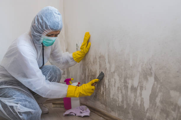 Reliable Tye, TX Mold Remediation Solutions