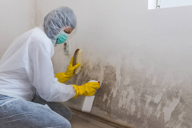 Best Post-Flood Mold Remediation in Tye, TX