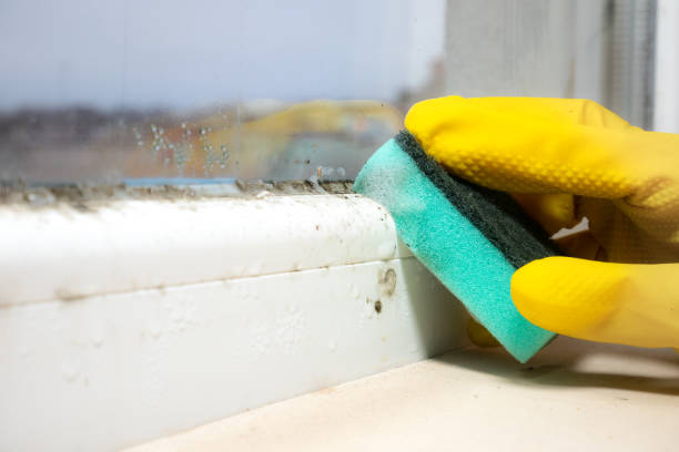 Best Industrial Mold Remediation in Tye, TX