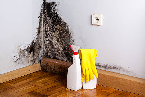 Best Commercial Mold Remediation in Tye, TX