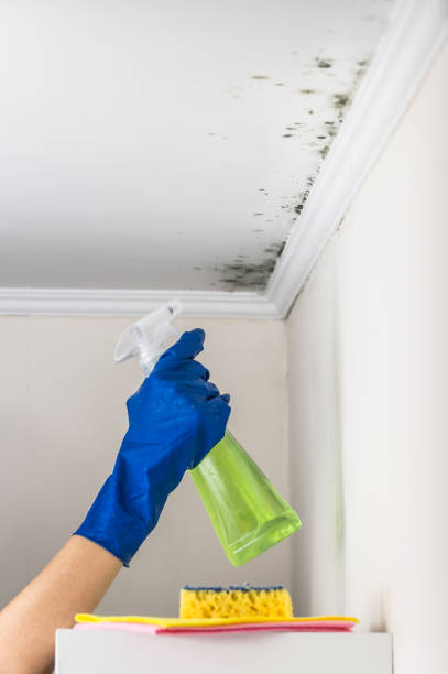 Best Localized Mold Remediation (e.g., coastal areas, humid climates) in Tye, TX