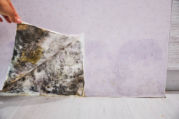 Best Insurance-Related Mold Remediation in Tye, TX